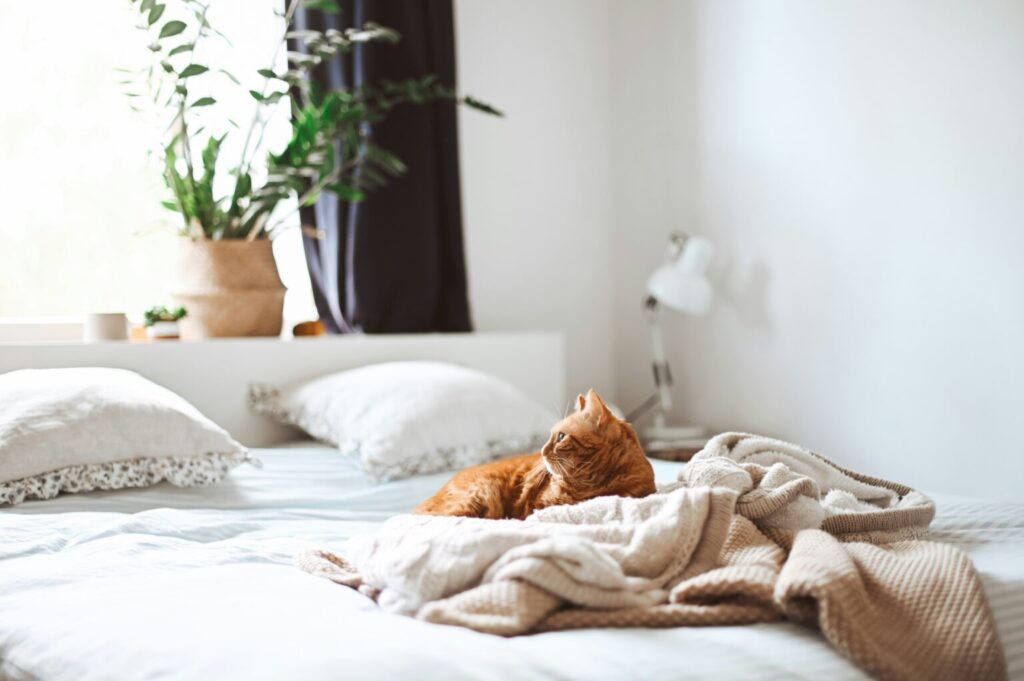 a ginger cat is chilling in a messy white bed with sunlight streaming in through a window behind